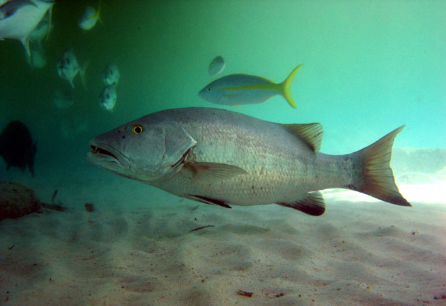 Lutjanus cyanopterus (Azzannatore pinna azzurra)